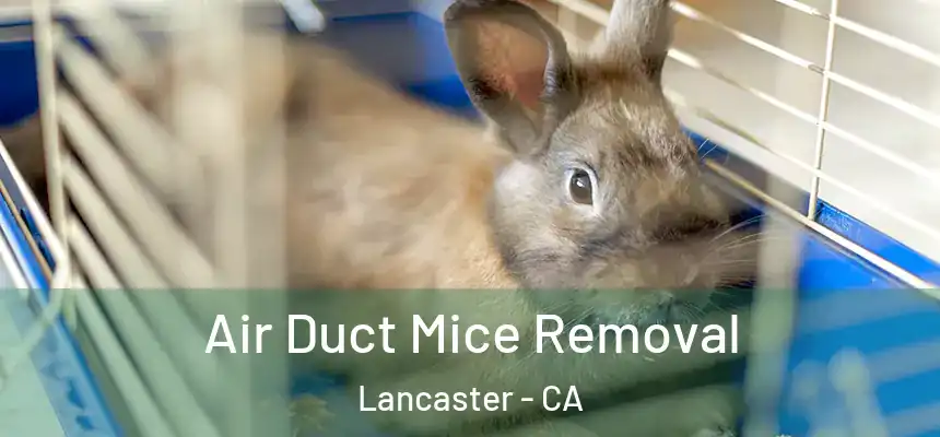 Air Duct Mice Removal Lancaster - CA