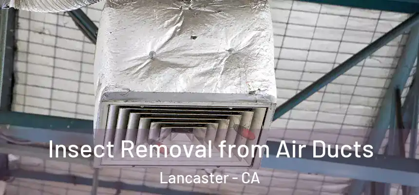 Insect Removal from Air Ducts Lancaster - CA